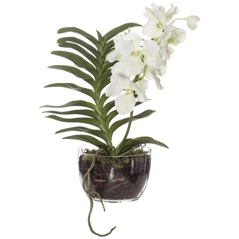Rogue Vanda Orchid-Classic Bowl White/Glass 44 x 34 x 60cm