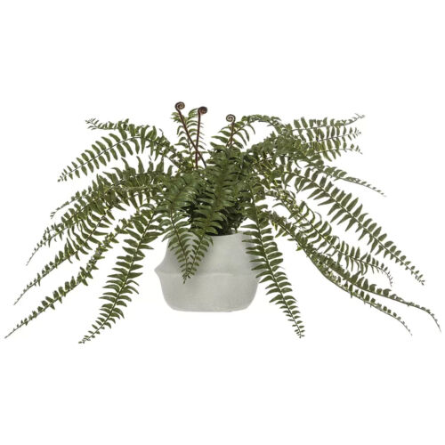 Rogue Boston Fern-Maliah Pot Green/Cream 80 x 84 x 60cm